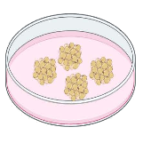 Adipose Derived Stem Cell Procedure 5