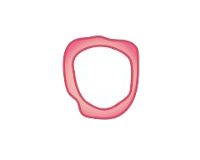 60 vaginal fillers