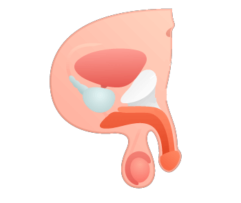 Penile Enlargement STEP 1